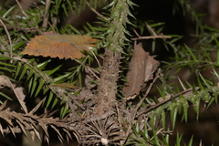 Araucaria cunninghamii