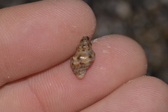 Phycothais reticulata