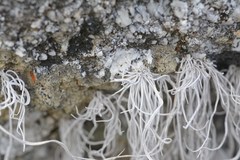 Roccellina hypomecha hypomecha