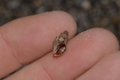 Phycothais reticulata