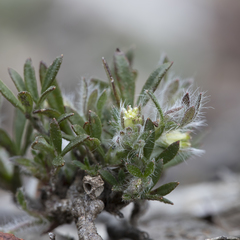 Xanthosia huegelii