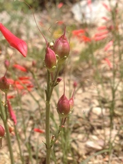 Penstemon labrosus