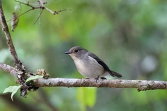 Ficedula superciliaris