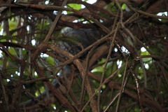 Coendou longicaudatus