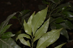 Cryptocarya meisneriana