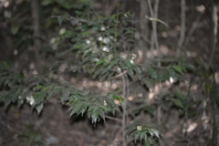 Cryptocarya meisneriana