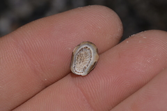 Patelloida latistrigata