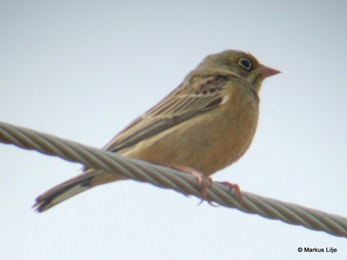 Cretzschmar's Bunting, Ohud, Amman, Jordan, photo 8 of 10