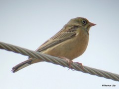 Emberiza caesia