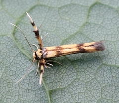 Stathmopoda pedella