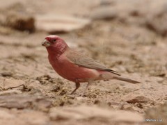 Carpodacus synoicus