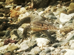 Varanus salvator bivittatus
