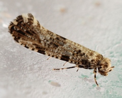 Morophaga choragella