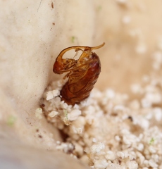 Morophaga choragella