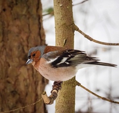 Fringilla coelebs