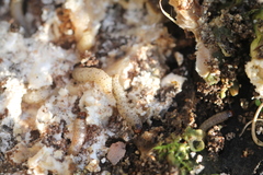 Morophaga choragella