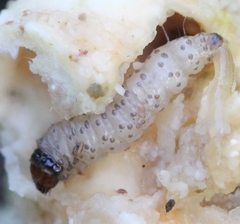 Morophaga choragella