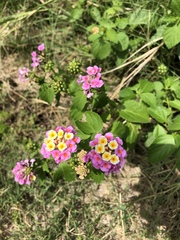 Lantana camara image