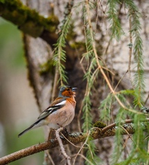 Fringilla coelebs