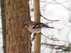 Fringilla coelebs