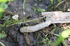 Morophaga choragella