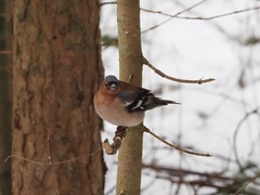 Fringilla coelebs