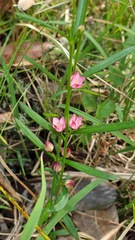 Zanthoxyloideae