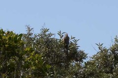 Coliiformes