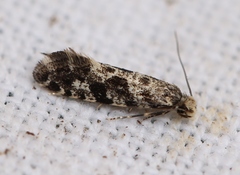 Nemapogon granella
