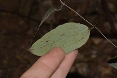 Smilax glyciphylla
