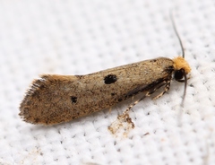 Tinea trinotella