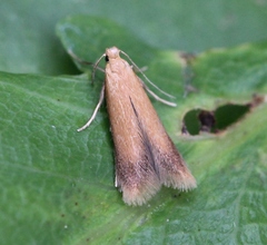 Tischeria ekebladella