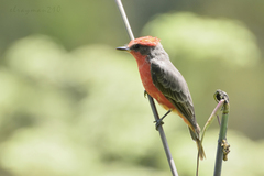 Pyrocephalus rubinus