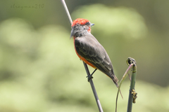 Pyrocephalus rubinus