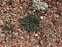 Chenopodium desertorum