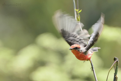 Pyrocephalus rubinus