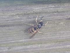 Vespula vulgaris
