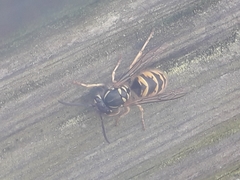 Vespula vulgaris
