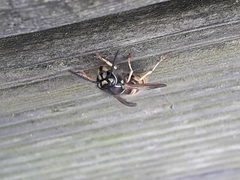 Vespula vulgaris