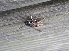 Vespula vulgaris