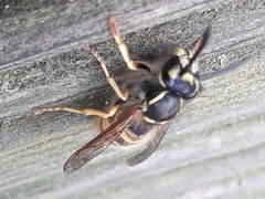 Vespula vulgaris