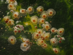 Aspidiotus hedericola
