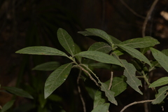 Psychotria loniceroides