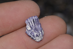 Austrobalanus imperator