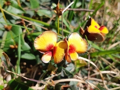 Platylobium triangulare