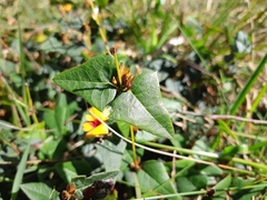 Platylobium triangulare