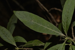 Psychotria loniceroides