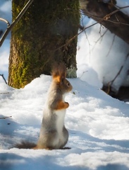 Sciurus vulgaris