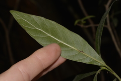 Psychotria loniceroides
