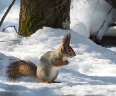 Sciurus vulgaris
